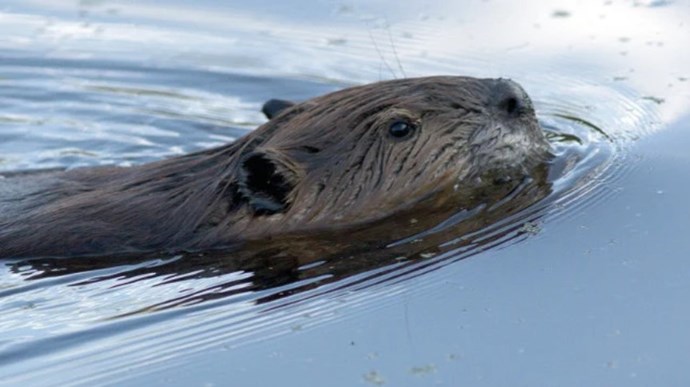 swimming-beaver.jpg