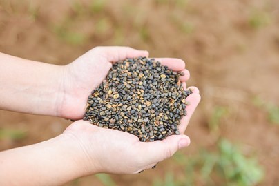 Hands which contain seeds to illustrated food safety training by Kiwa.