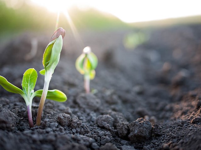 Vegetable that grows from the earth