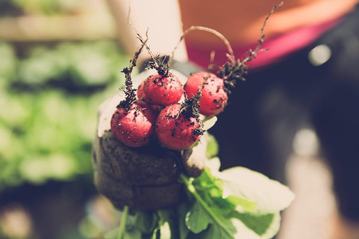 Man with radish in his hands